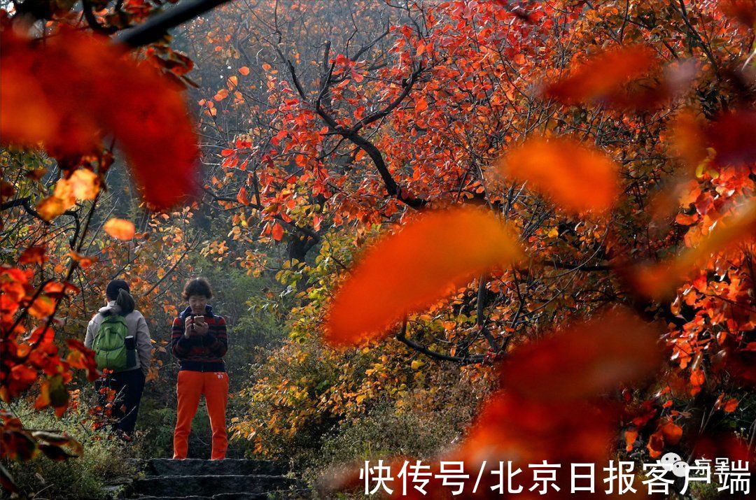 秋叶|雨雪大风降温将至，京城最后一波秋色别错过