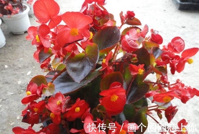 养护|四季海棠烂根还有救吗?教你3种挽救小妙招,让根部“起死回生”