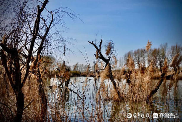 老年|就地过年·春在身边｜芦苇摇曳、天鹅畅游！济西湿地公园春意正浓