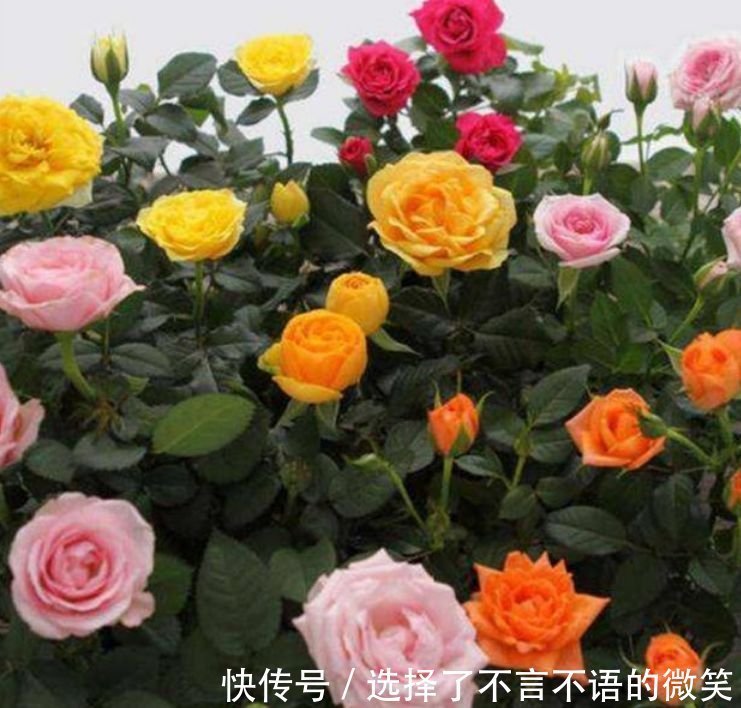 4种花好养又漂亮，花开芳香四溢，养在家中香飘满屋