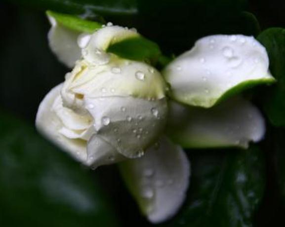 栀子花“花朵少又小”稍微“虐一虐”，花苞旺、花朵大，满盆爆