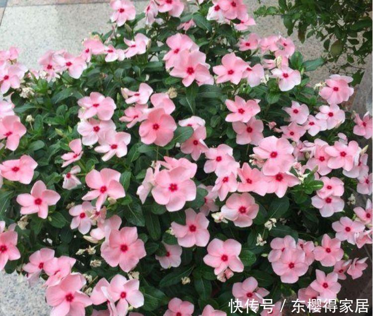 4种花好养易活开花漂亮，花色艳丽，花瓣层层叠叠