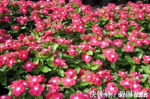 花期|花期最长的4种花，一年不停歇开花，快看看你养过没？