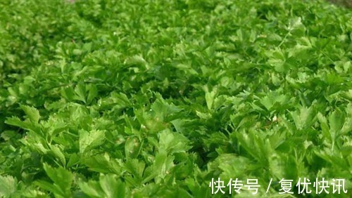 泡水|此物全身都是宝，特别是叶子，拿来泡水喝，助睡眠，清理血管毒素