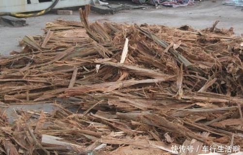 盆底|养君子兰,盆底放1把“它”,叶绿开花大,比花肥好10多倍!