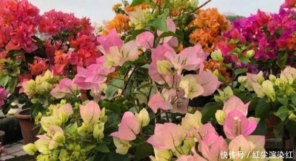 这5种花卉,最适合养在院子里,好看又好养!