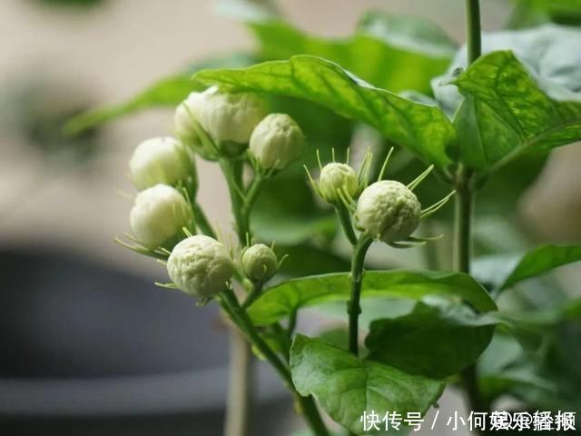 桂花|公认难养的20种花，养一盆死一盆，下次还敢买