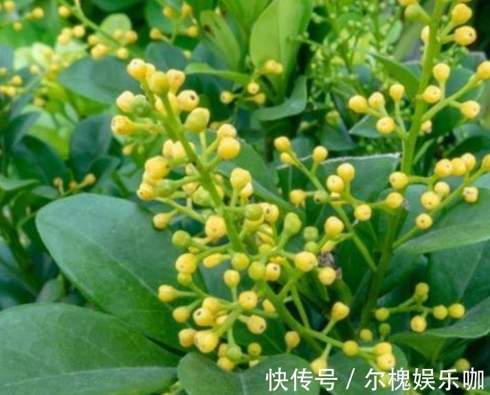 家养4种旺运花,吉祥又喜庆,吉祥富贵,红红火火好运来!