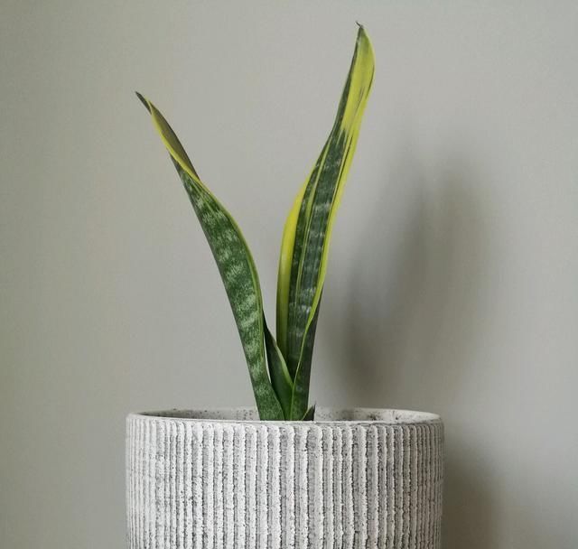 虎皮兰|虎皮兰对花盆居然有选择,选对花盆,虎皮兰抽芽快不烂心