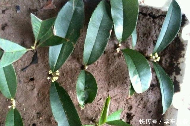 3种花,就得趁现在扦插,再晚就不生根了!3种花,就得趁现在扦插,再晚就不生根了!