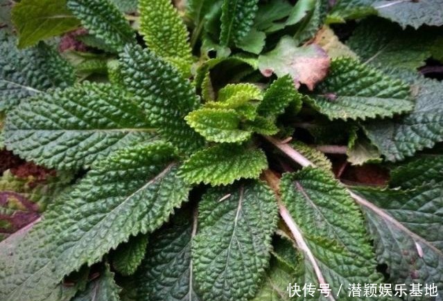 野菜|这种野菜虽长相丑陋，却是餐桌上的美食，还有很高的药用价值