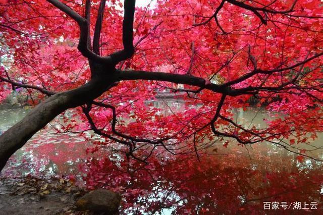 湖山访秋@七绝湖山访秋(新韵)两首