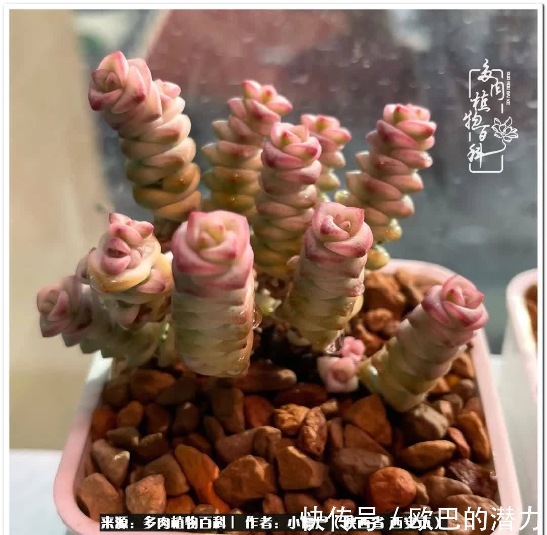 种植|从景天到水泡和肉锥，那些年阳台种植多肉的历程！