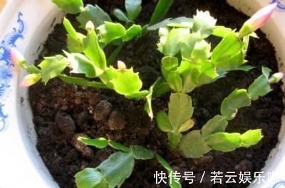 养蟹爪兰，掌握一个小技巧，花儿疯了似的开，叶片都能繁殖一大盆