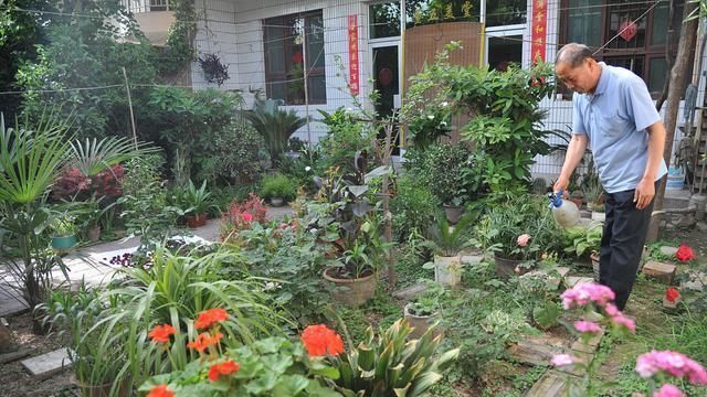 过期的“小药片”磨成粉养花,比生根剂、多菌灵“效果”还要好