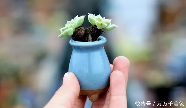 多肉饿着养,个个土肥圆,越矮越小越值钱