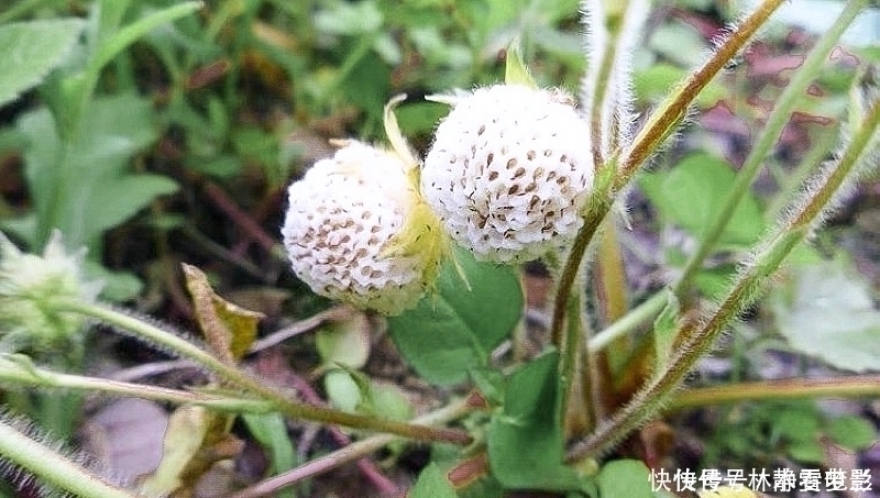 常误认含毒不能吃，却香甜如蜜，一斤卖30元，可惜农村少见