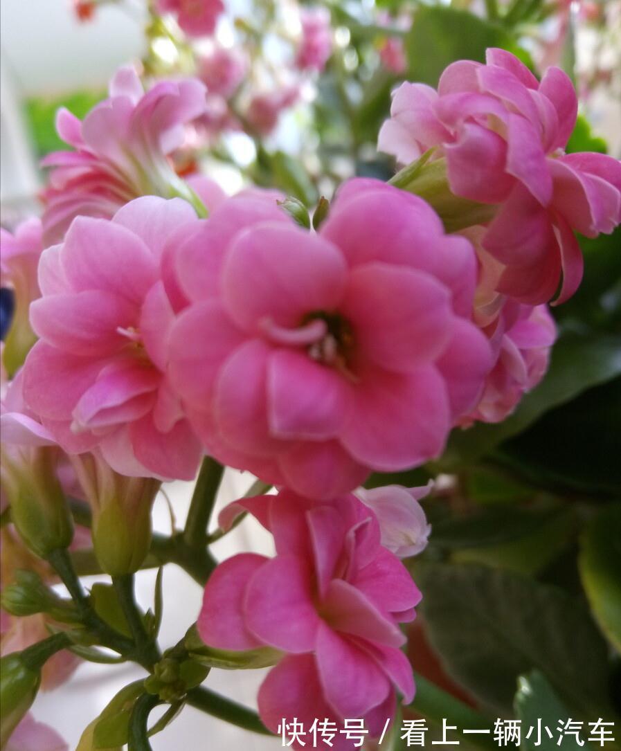 养花要舍得剪！入冬前，5种花剪一剪，有利于过冬和开花