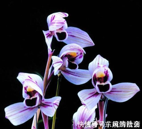 花色|此兰花曾经价格不菲，现在几块钱就能买一盆，花色罕见，值得入手