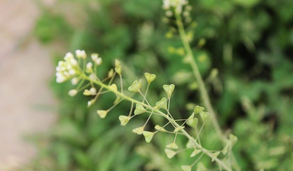 食物|肝不好的女人，3种食物是肝脏的“救星”，远离肝癌、肝硬化