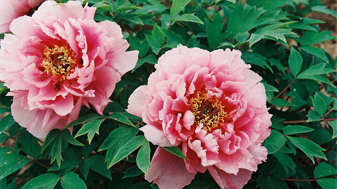 牡丹真国色&刘禹锡为了抒发壮志,写了一首诗赞扬牡丹,最后两句流传千古