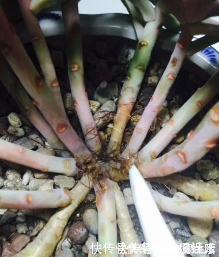多肉植物|多肉植物换盆别忘了做1件事，15天服盆，侧芽长不停