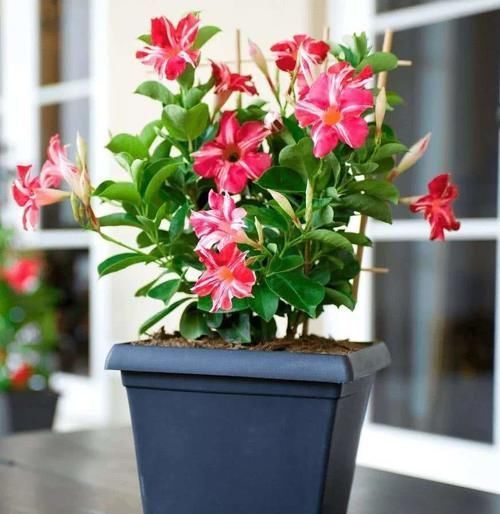 暖房里养花,注意几点,不然再暖和也养不好花!