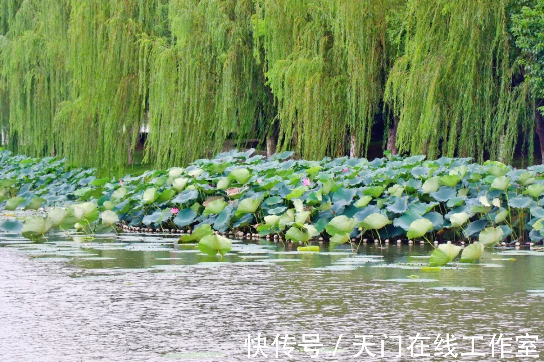 天门|曝光天门西湖！这一幕幕...