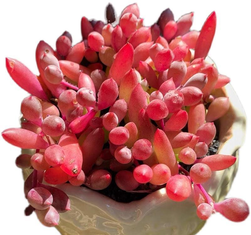 分享2个冬天扦插的小方法,10种花现在扦插正当时,生根快又壮