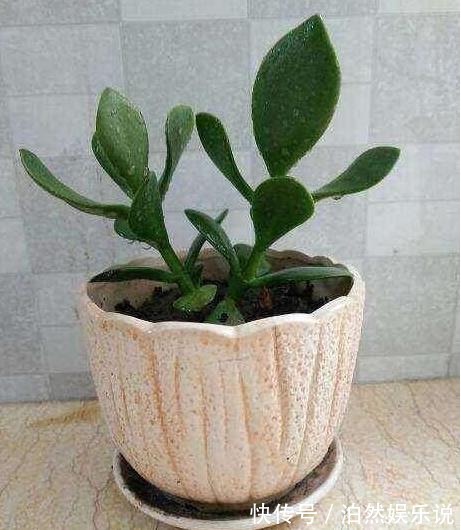老花农|玉树不开花老花农教你这样养,叶片饱满圆润,绿油油的