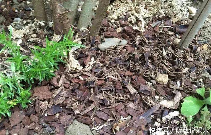 4种垃圾不会分类别担心，埋在花盆底，叶子绿得直滴油！