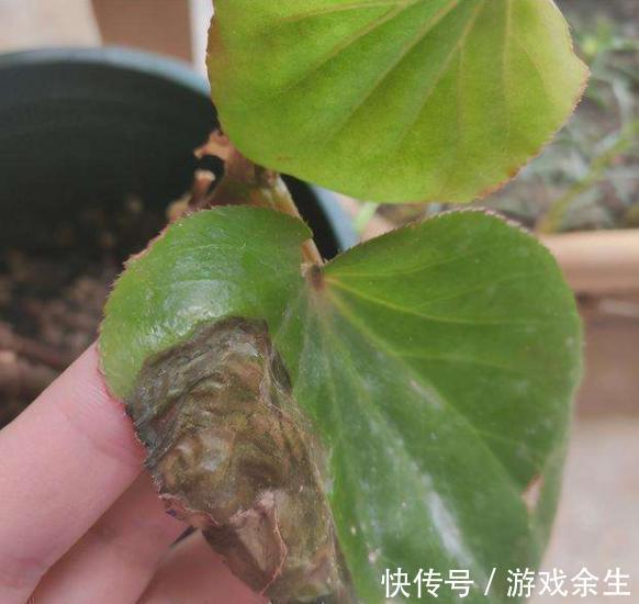 空气再干燥,“12种花”也别喷水,容易黄叶、腐烂和枯萎