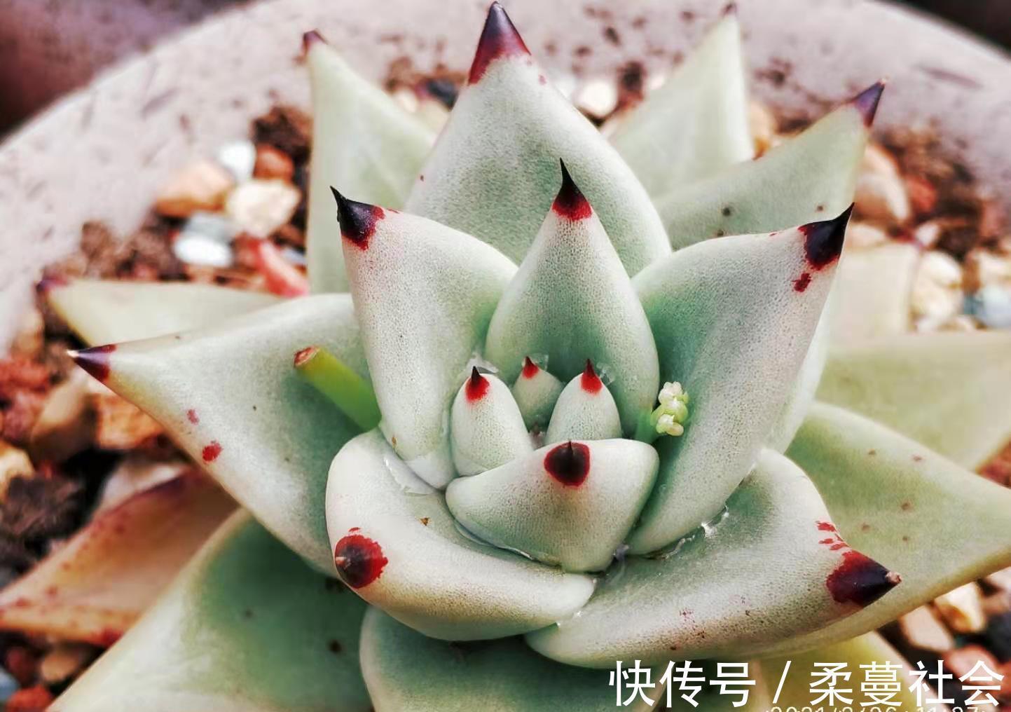 黑檀汁|多肉乌木品种众多且十分混乱，我们如何才能挑到称心如意的呢？