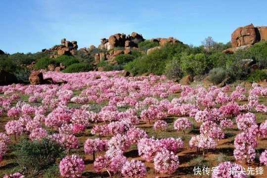 西部世界|看到它，美国人都会忍不住喊一句：“草！”