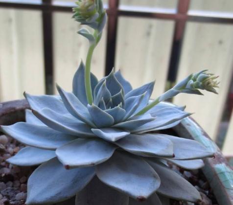 室内养多肉，一个小方法，比“化肥”好用百倍，半年不管也肥嘟嘟