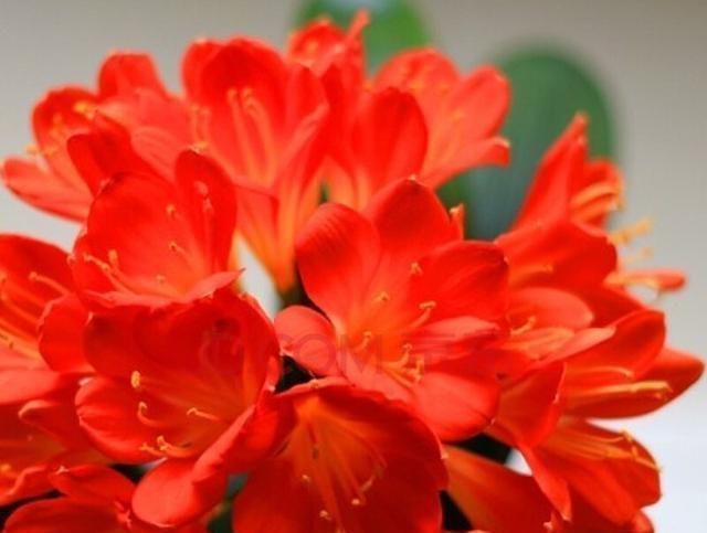 老花农|老花农传授养护君子兰妙招,学会了,叶子绿油油开花还多