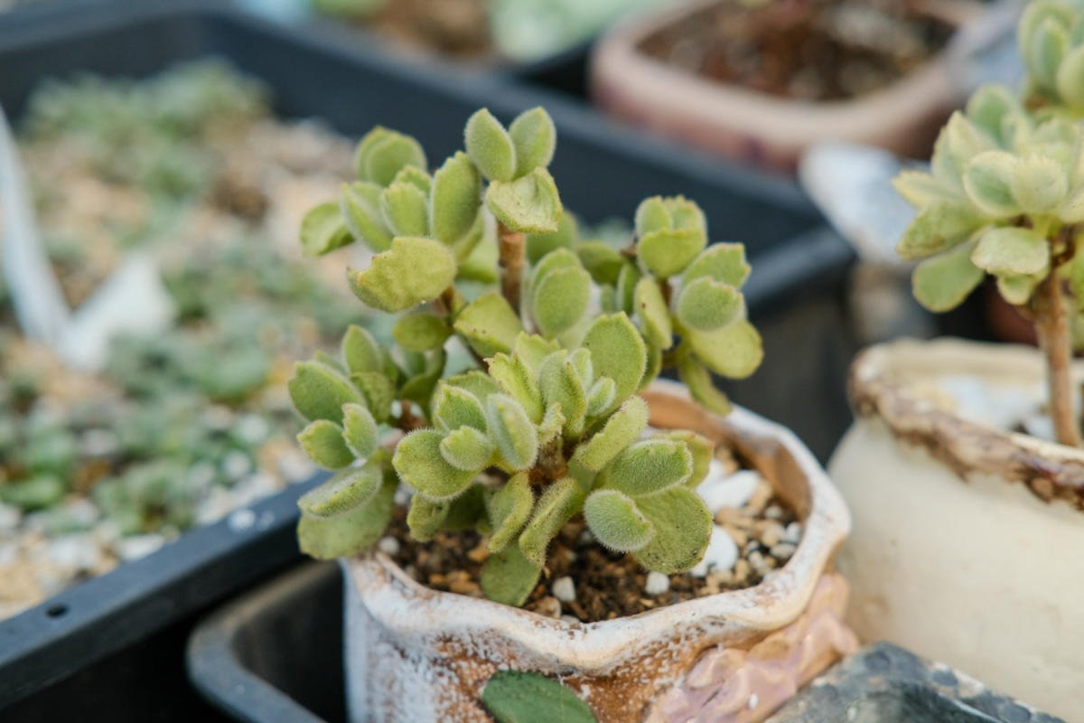 4种花不能朝叶子喷水,通风不好易烂叶,一定要注意
