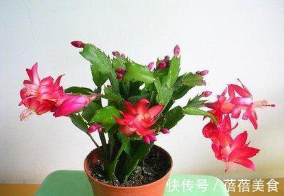 蟹爪兰有了花苞，此样做，才能开花更美