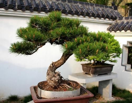 盆景养护不周造成植株萎蔫,找到原因,救治及时很重要