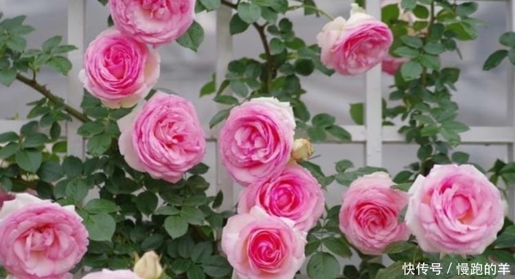 4种便宜花,阳台养几盆,一开就是300天,花开娇艳美不胜收