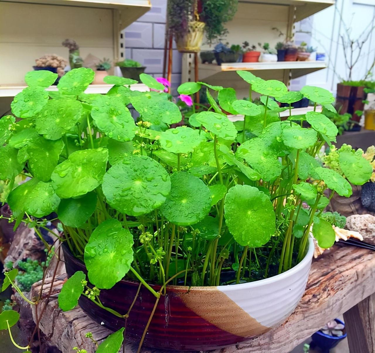 农历九月十八霜降后,养什么花?家里养3种花,健康康开开心心