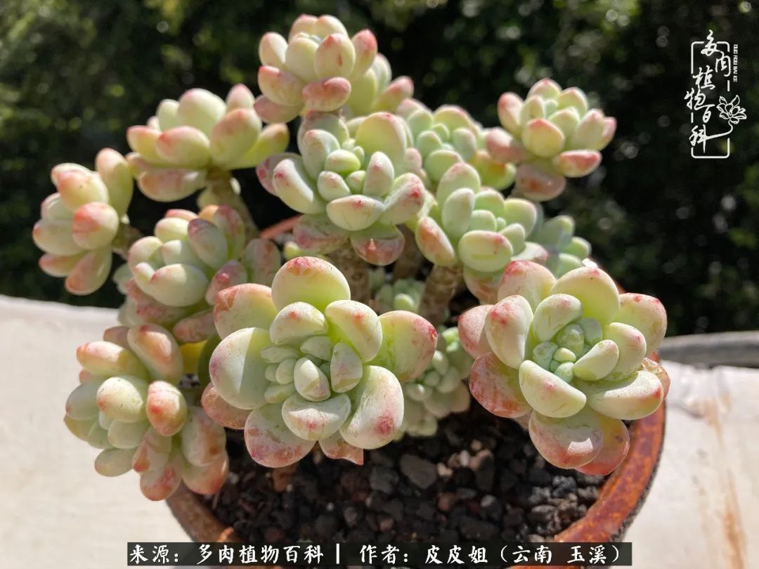 秋黄|柴米油盐的日子,养几盆多肉吧,为生活添几抹色彩!