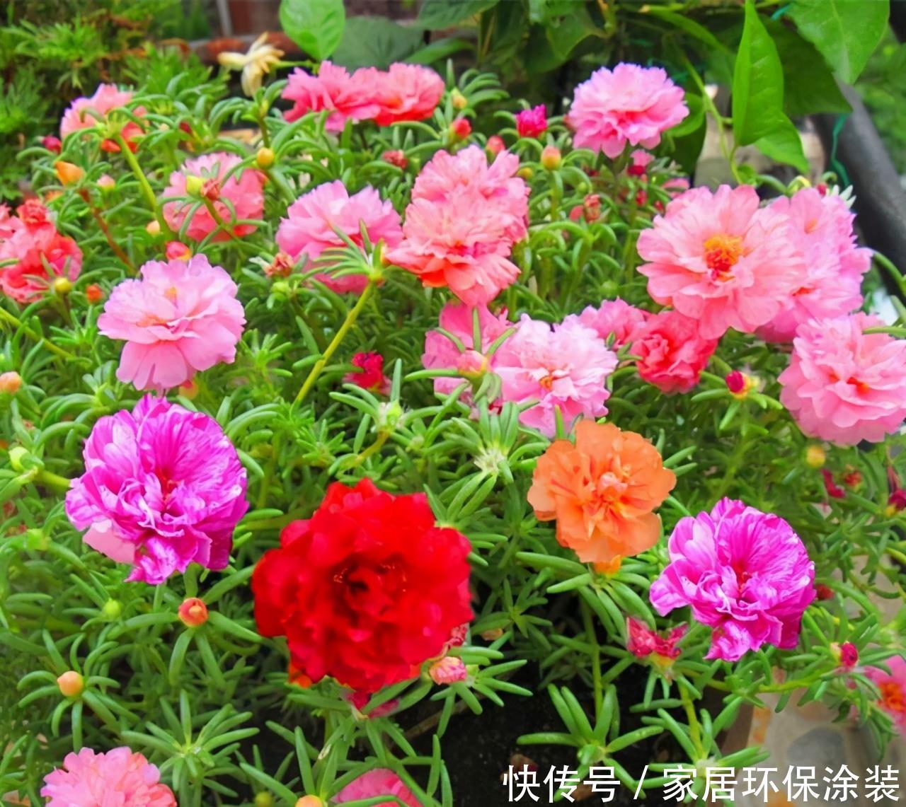 太阳花|阳台适合养的“6种花”,花色丰富,花期长,一直赏花六个月