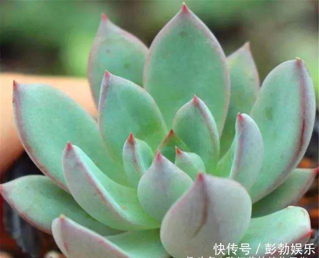 多肉中的“美人系列”,这10种是代表,养护简单颜值高,适合新手