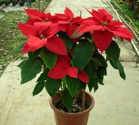 花卉|家里养花有讲究,3种花不能乱养,是大忌