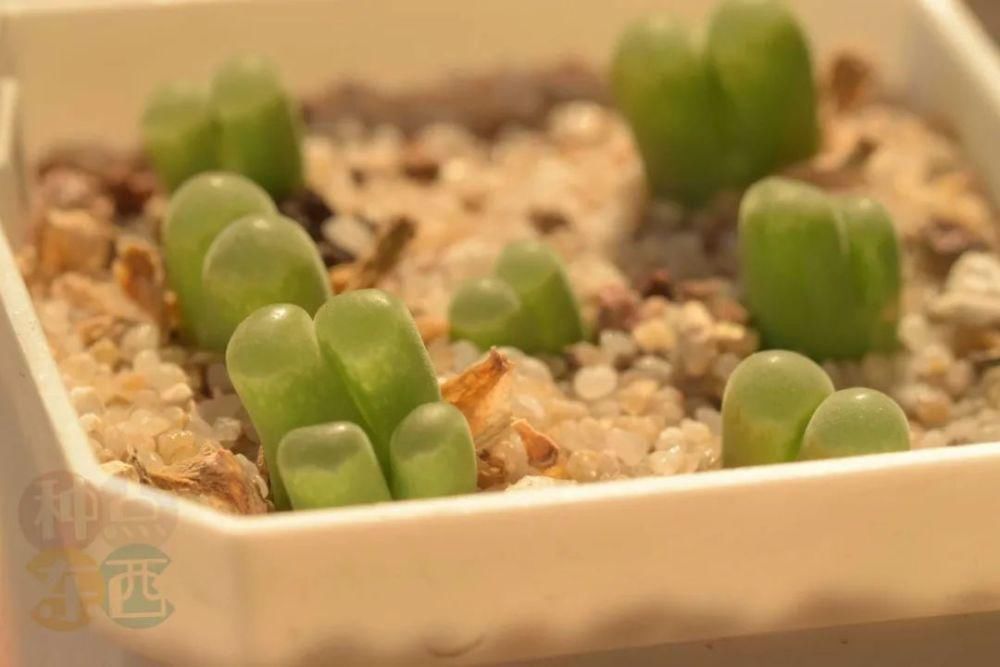  磁铁|磁铁风铃Conophytum Concordans
