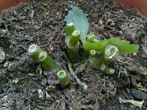 李奶奶把“吊兰”都剪了，2月后却爆盆了，叶子宽又大，特旺