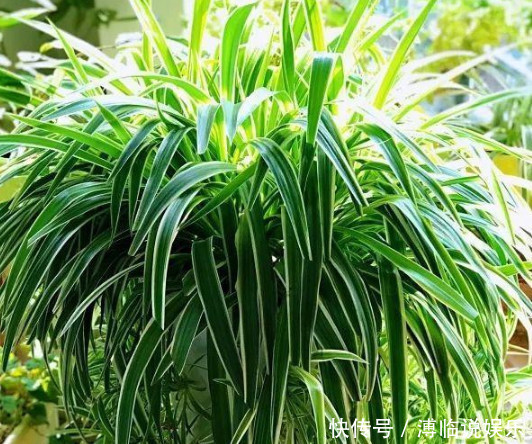 牛粪|悄悄告诉你，养“吊兰”用3个方法，花开不断，一年长成绿瀑布！