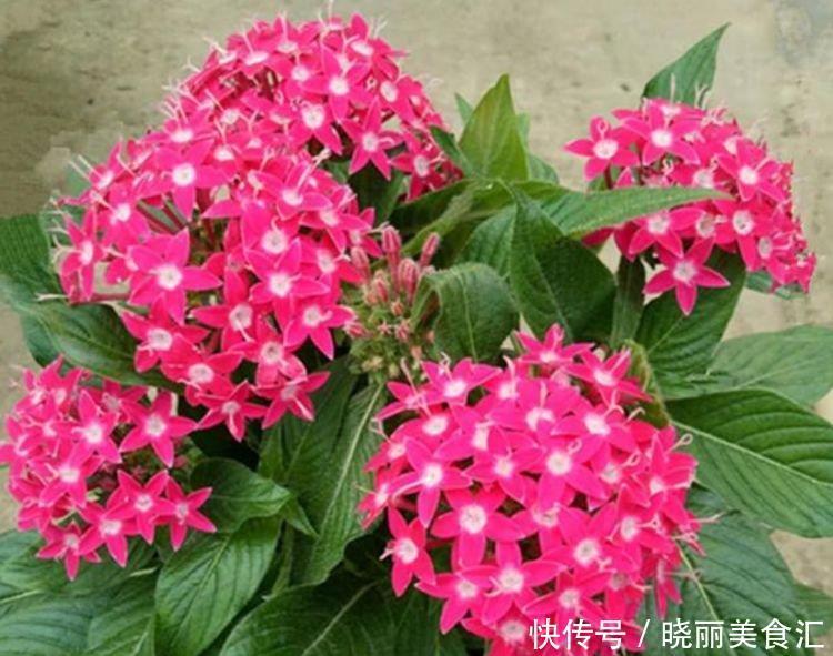 4种花养家里,福旺运旺财更旺,一年四季可开花,快快养起来!