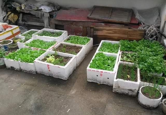 实用|冬天的泡沫箱别扔,扔了就是扔钱,养花太实用